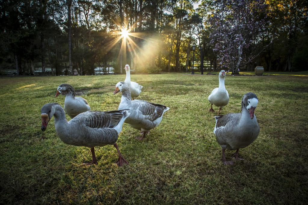 Mccarthy Lake House Maleny Bilik gambar