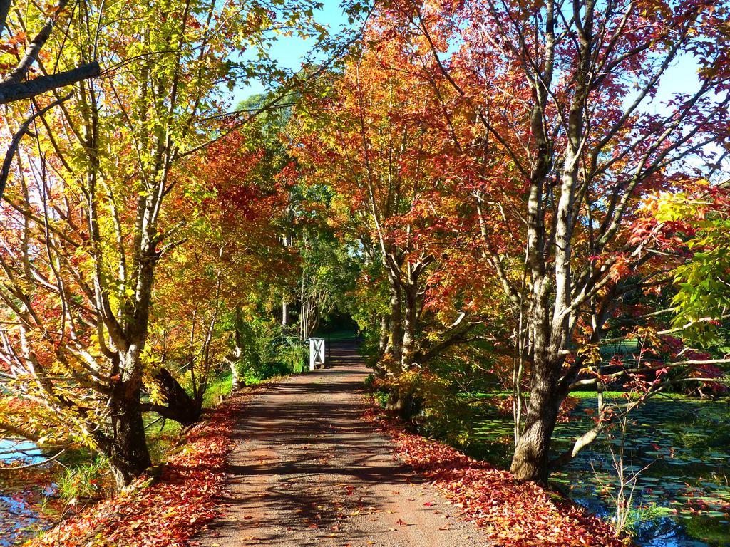 Mccarthy Lake House Maleny Bilik gambar